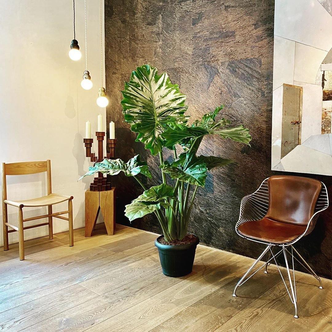 Ball Series Pendant Light - Blowlighting